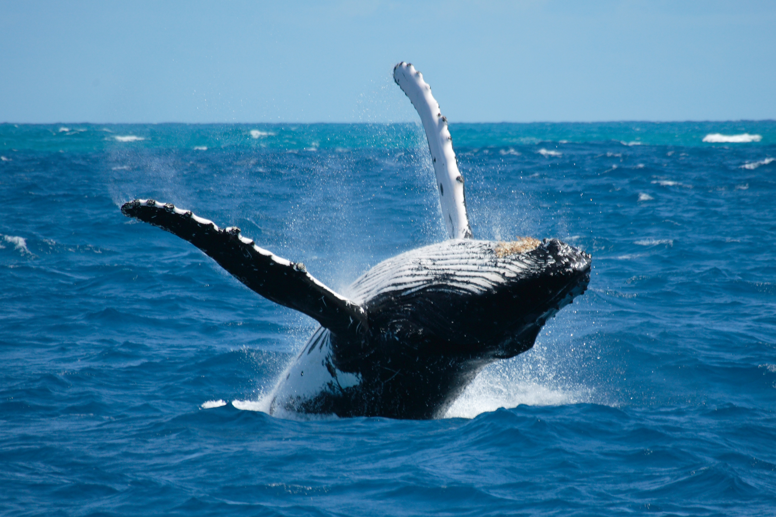 ハワイでホエールウオッチング①　～ザトウクジラについて～