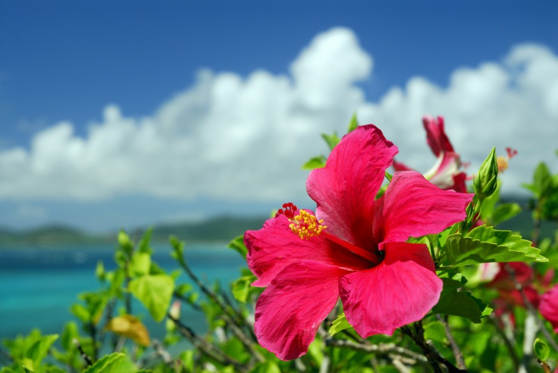 ハワイの自然を守ろう！ーハイビスカスはハワイの花？ー